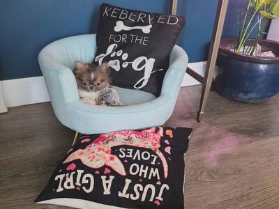 long coat Chihuahua puppies