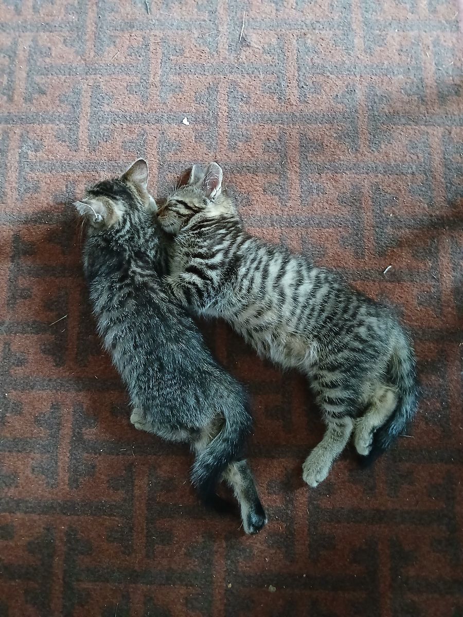 2 Tabby Kittens $20 each, $30 for both