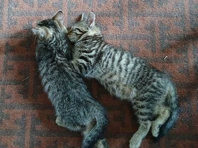 2 Tabby Kittens $20 each, $30 for both