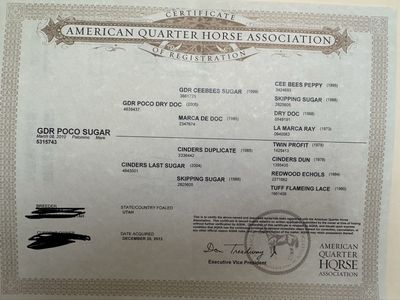 2010 palomino mare