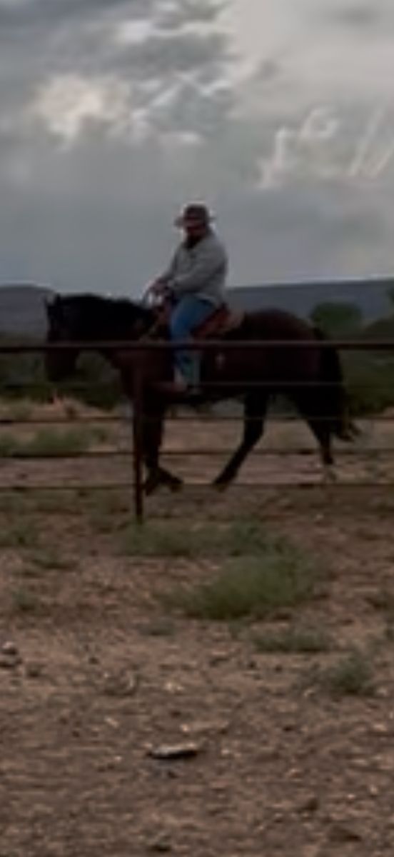 2 Year old Half Draft Dark Brown Gelding