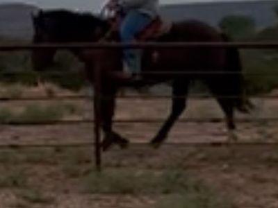 2 Year old Half Draft Dark Brown Gelding