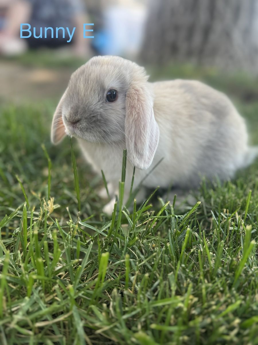 Pedigreed Holland Lop Bunny- Buck