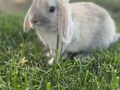 Pedigreed Holland Lop Bunny- Buck