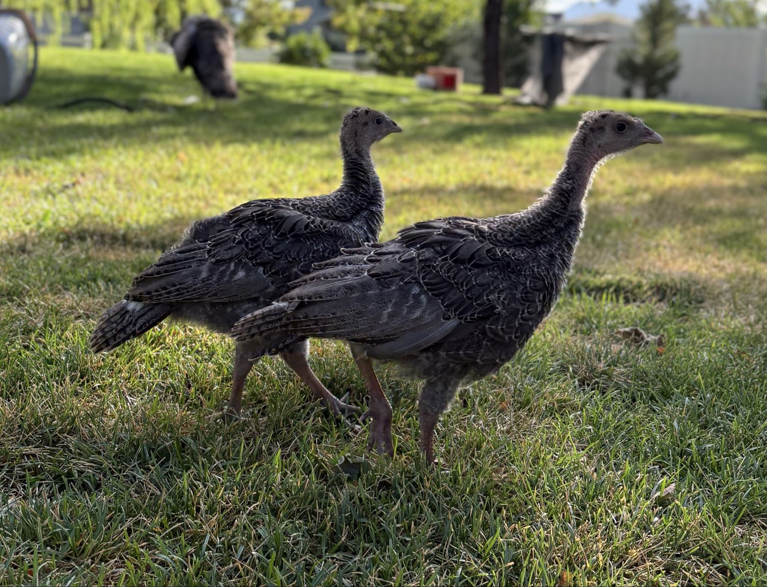 Narragansett turkey poults - over one month old! Gorgeous, friendly babies!