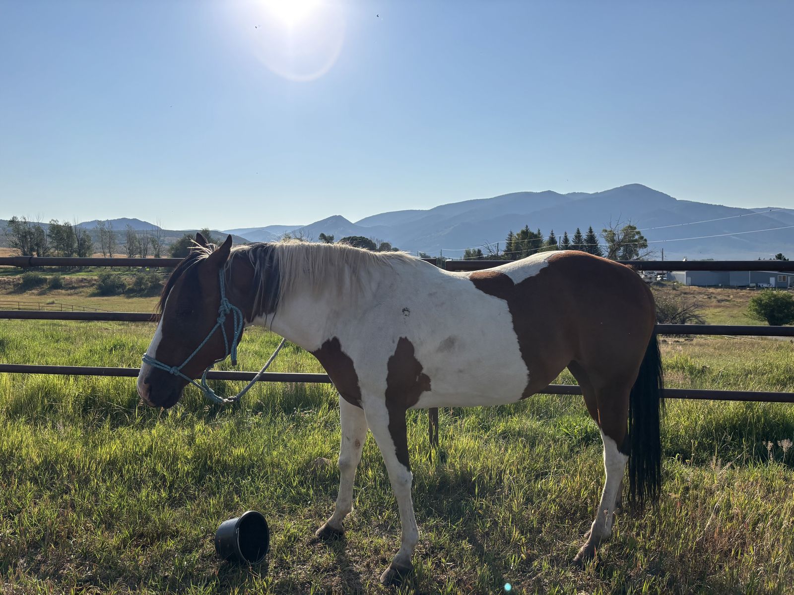 Paint Mare-19 Years Old