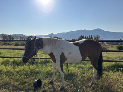 Paint Mare-19 Years Old