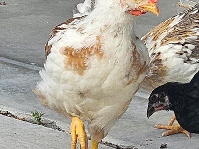 FREE Aloha Rooster