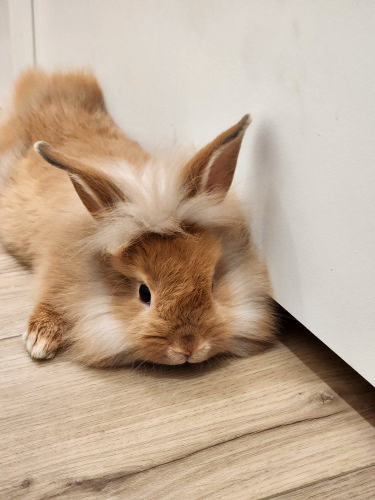 Lionhead mix