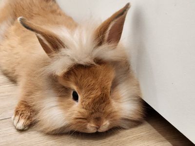 Lionhead mix