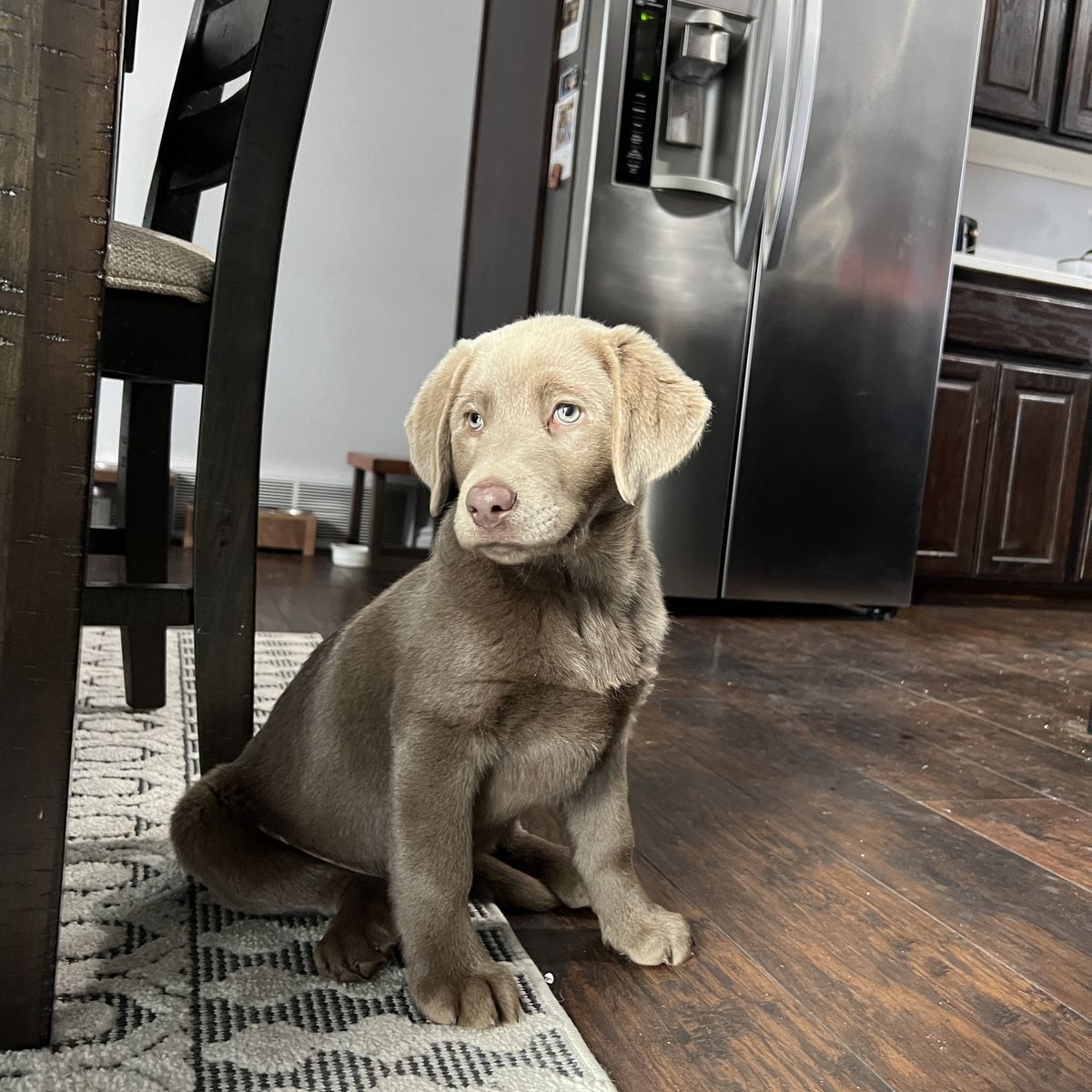 Female AKC Silver Lab Puppy