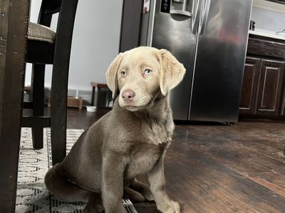 Female AKC Silver Lab Puppy