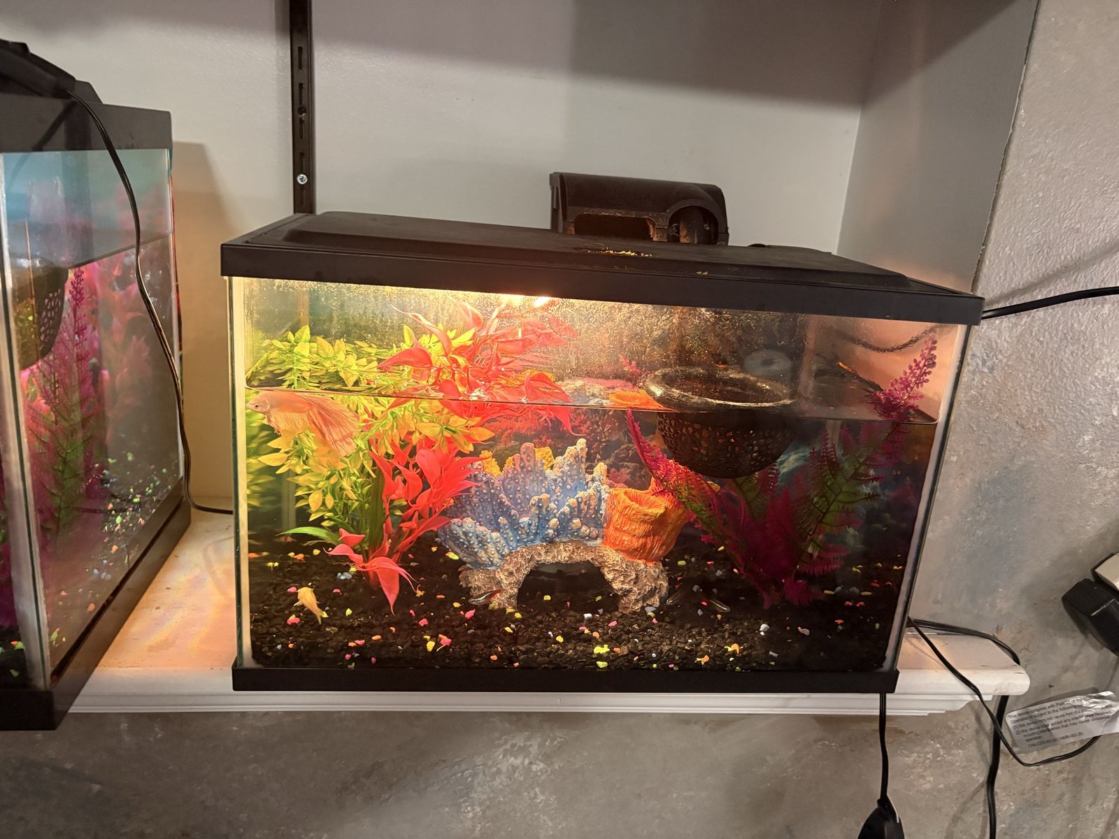 5 gallon fish tank and Male White Delta Betta