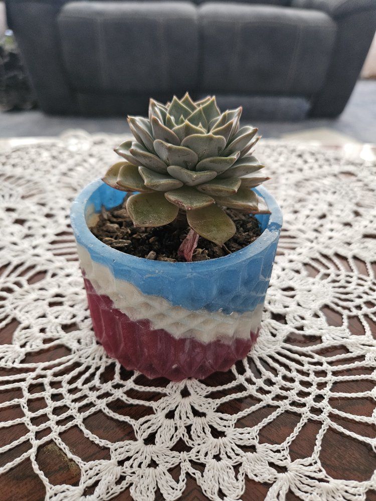 Echeveria Succulent in Red, White, and Blue Epoxy Pot - Live Plant Decor