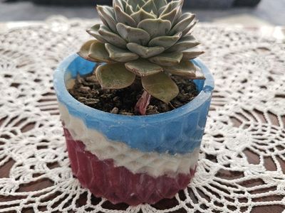 Echeveria Succulent in Red, White, and Blue Epoxy Pot - Live Plant Decor