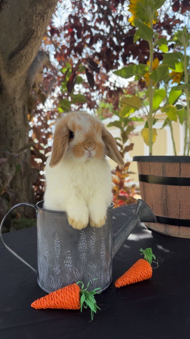 Pedigree Holland Lop