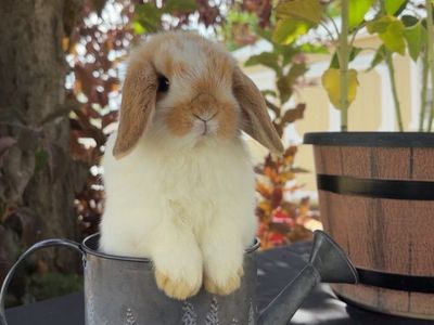 Pedigree Holland Lop