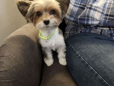 Yorkie (Male)
