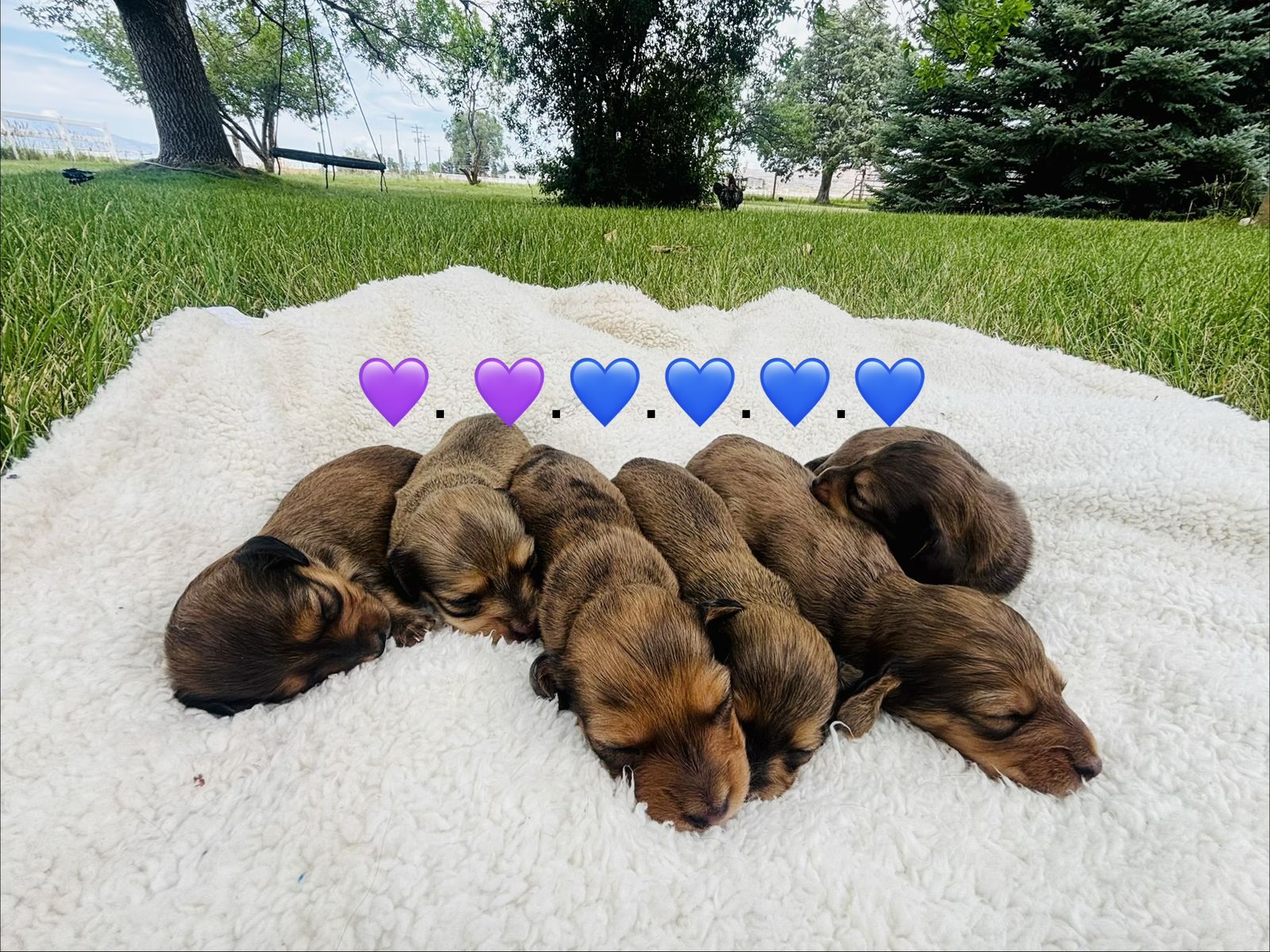 Long hair mini dachshund puppies!
