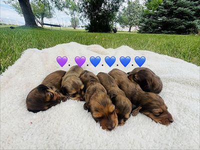 Long hair mini dachshund puppies!