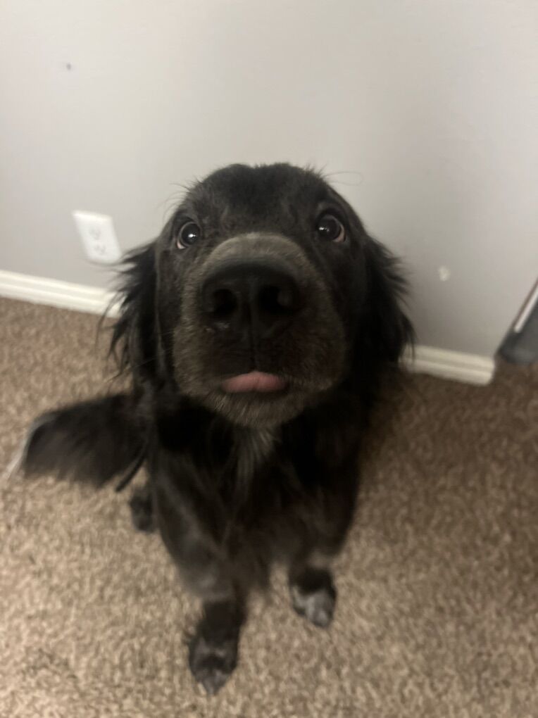 URGENT REHOME NEEDED!!