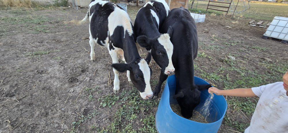 steer calves