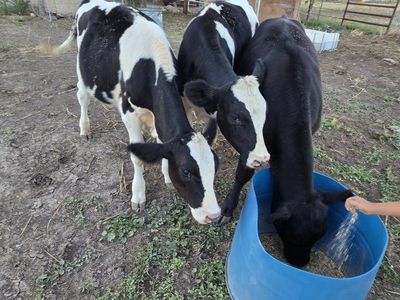 steer calves