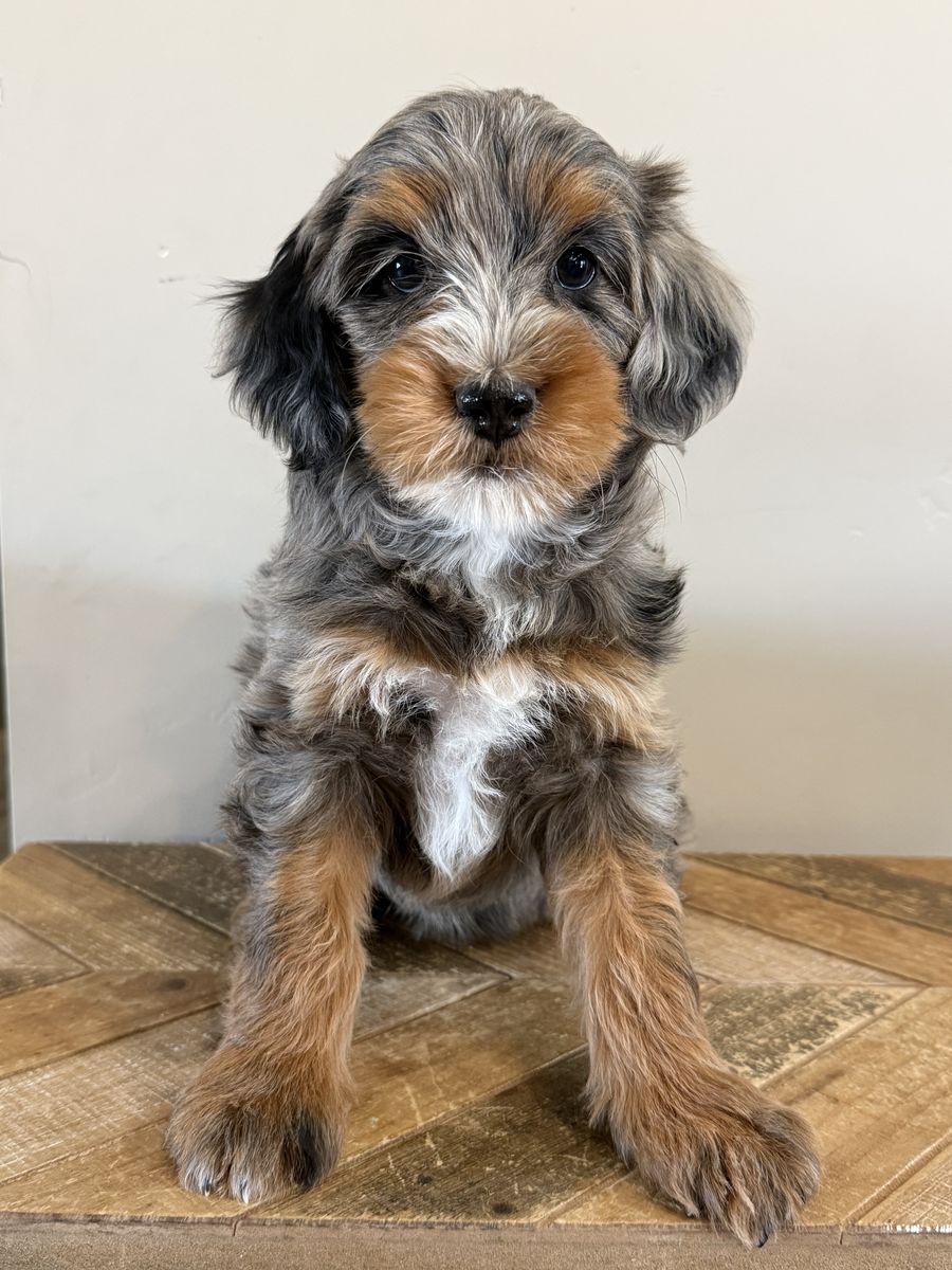 Mini Bernedoodles FF -/- 20-30 lbs