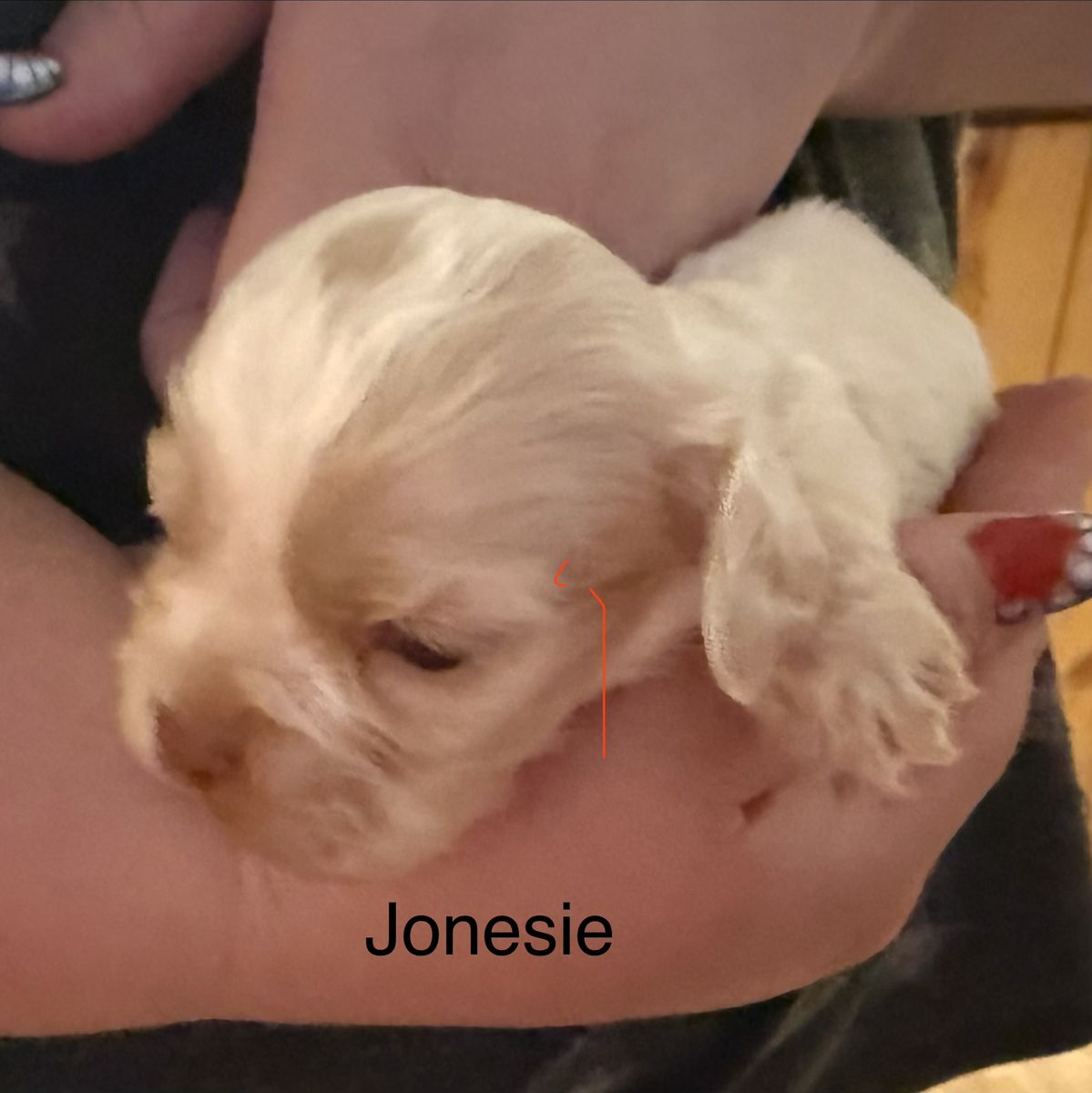 AKC COCKER SPANIEL Jonesie