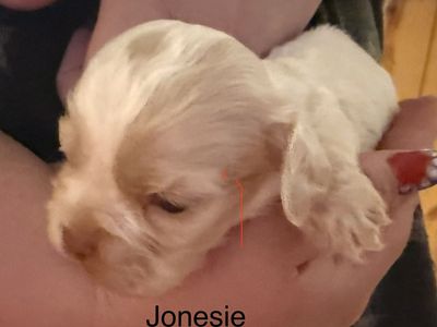 AKC COCKER SPANIEL Jonesie