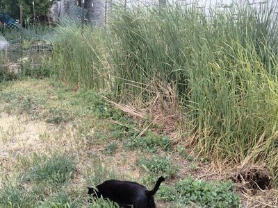 miniature cattails pond plants or decoration