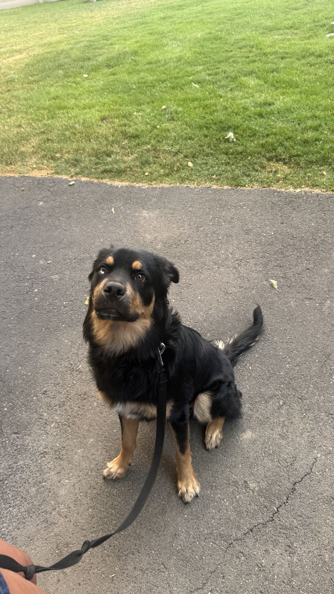 eight month old husky mix