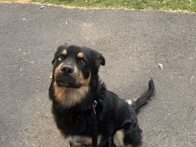 eight month old husky mix