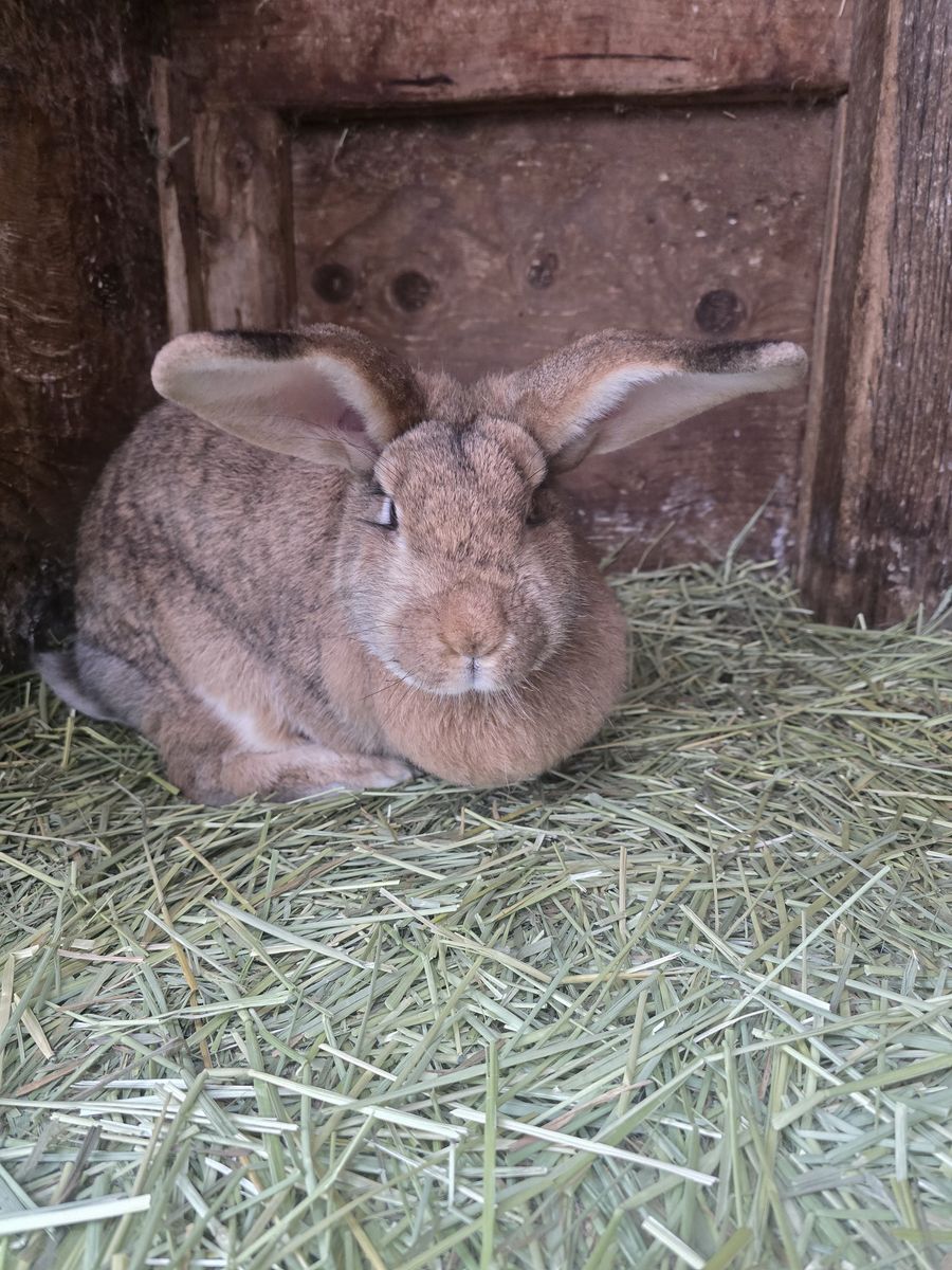 Continental Giant / American Chinchilla Rabbits