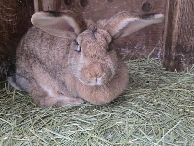Continental Giant / American Chinchilla Rabbits