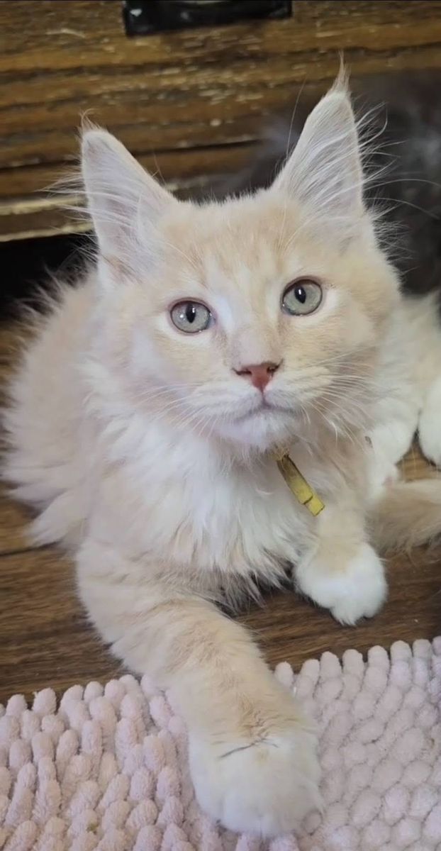 TICA Registered European Decent Maine Coon Kittens