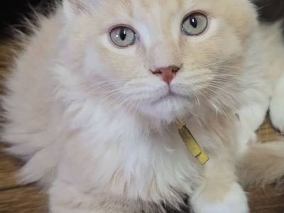 TICA Registered European Decent Maine Coon Kittens