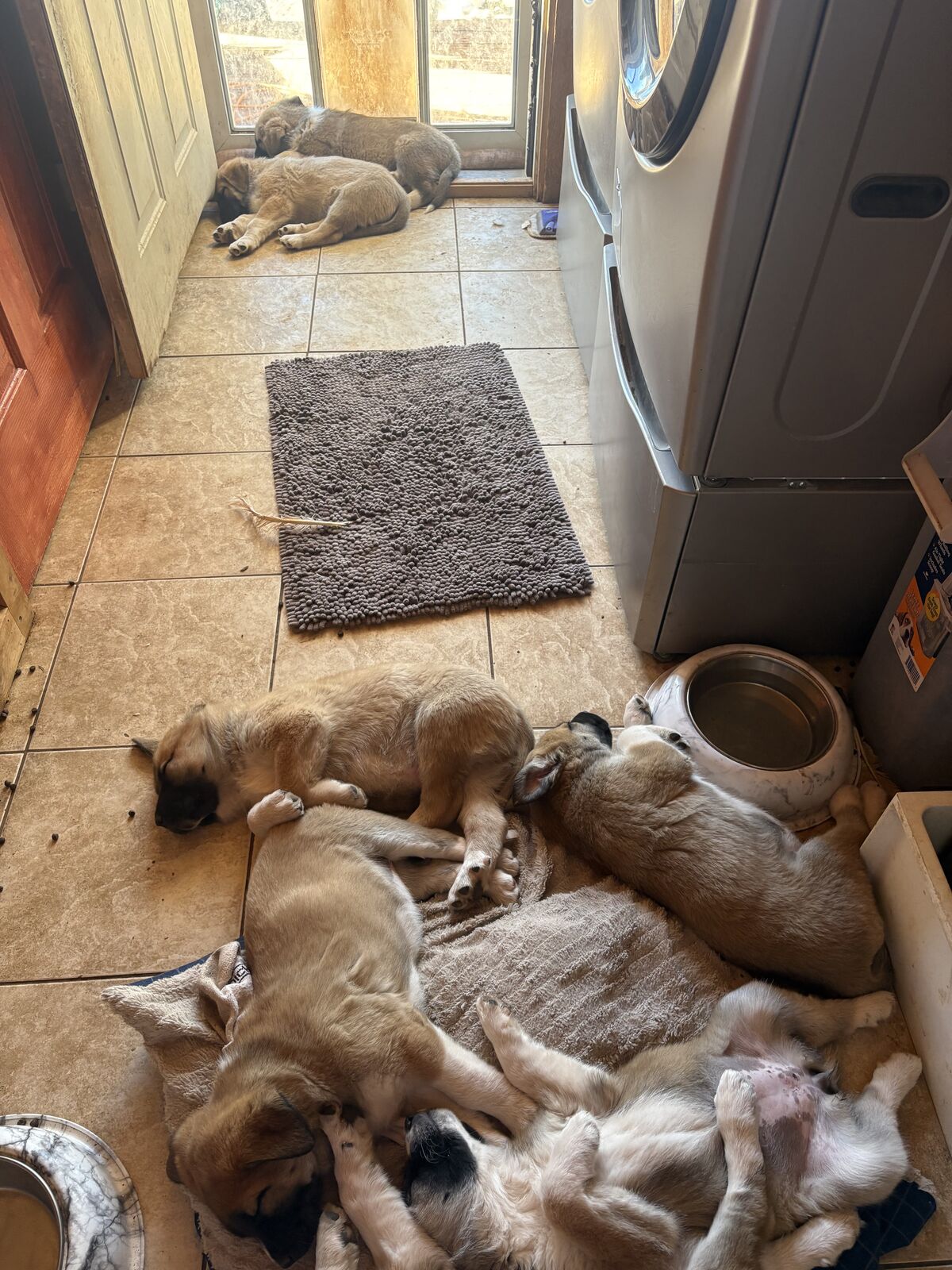 Malionios/Great Pyrenees