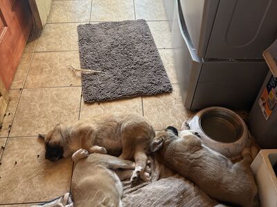 Malionios/Great Pyrenees