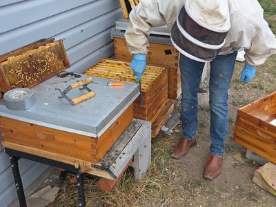 Beehive and Nucs
