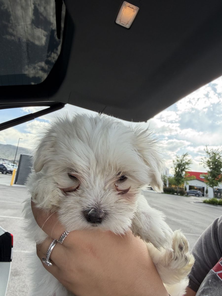 Maltese puppies for sale