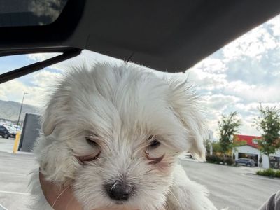 Maltese puppies for sale
