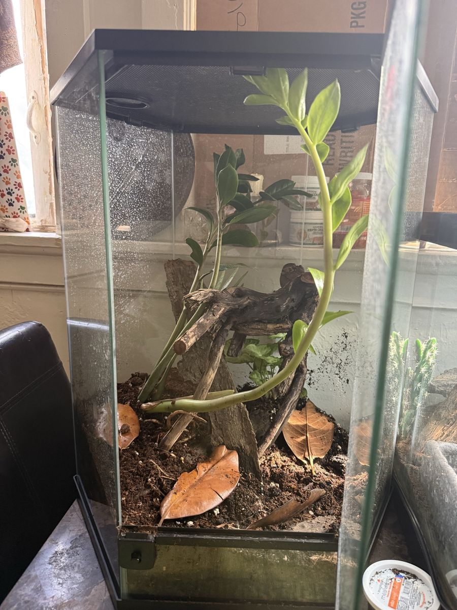 Planted 20 gallon hexagon tank  