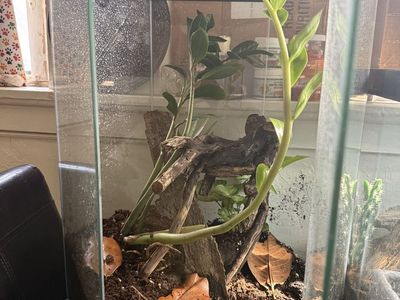 Planted 20 gallon hexagon tank