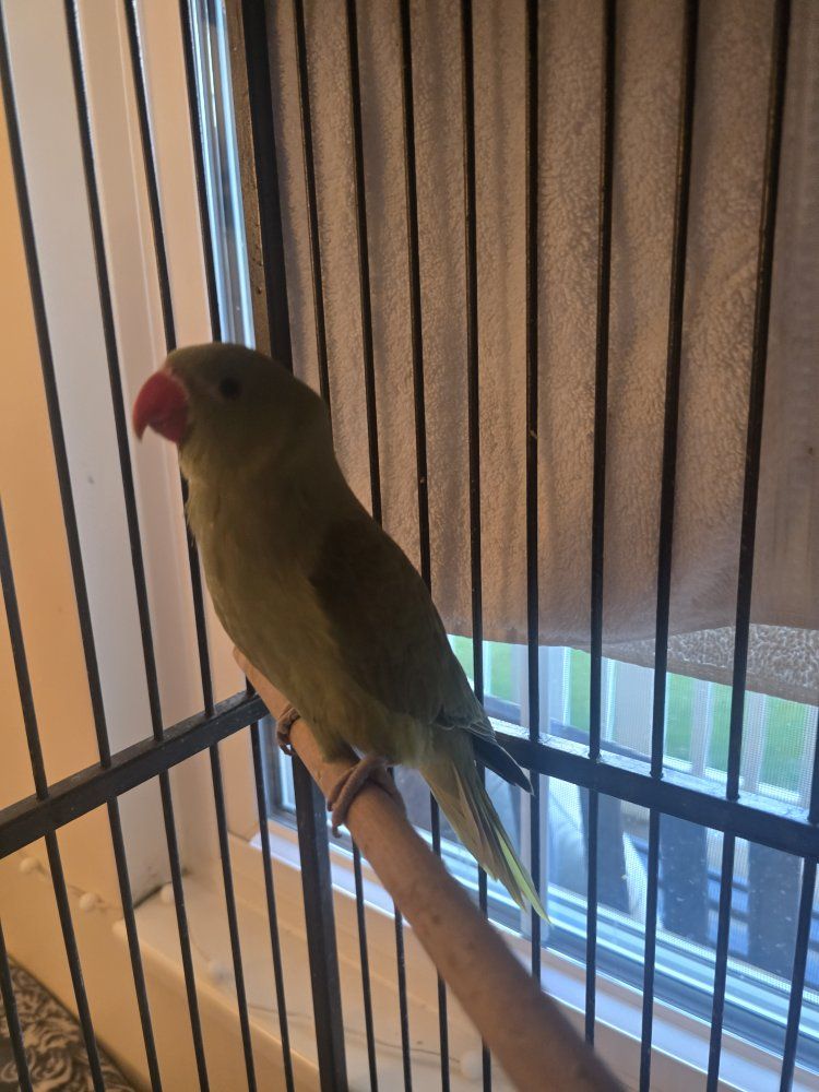 Hand-Fed Indian Ringneck Parakeet - Ready for a Loving Home!