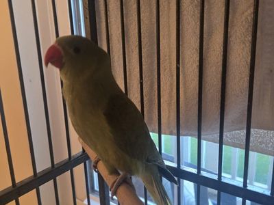 Hand-Fed Indian Ringneck Parakeet - Ready for a Loving Home!