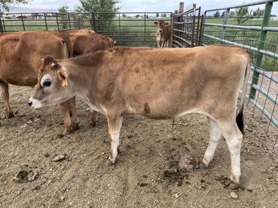Jersey cross calves