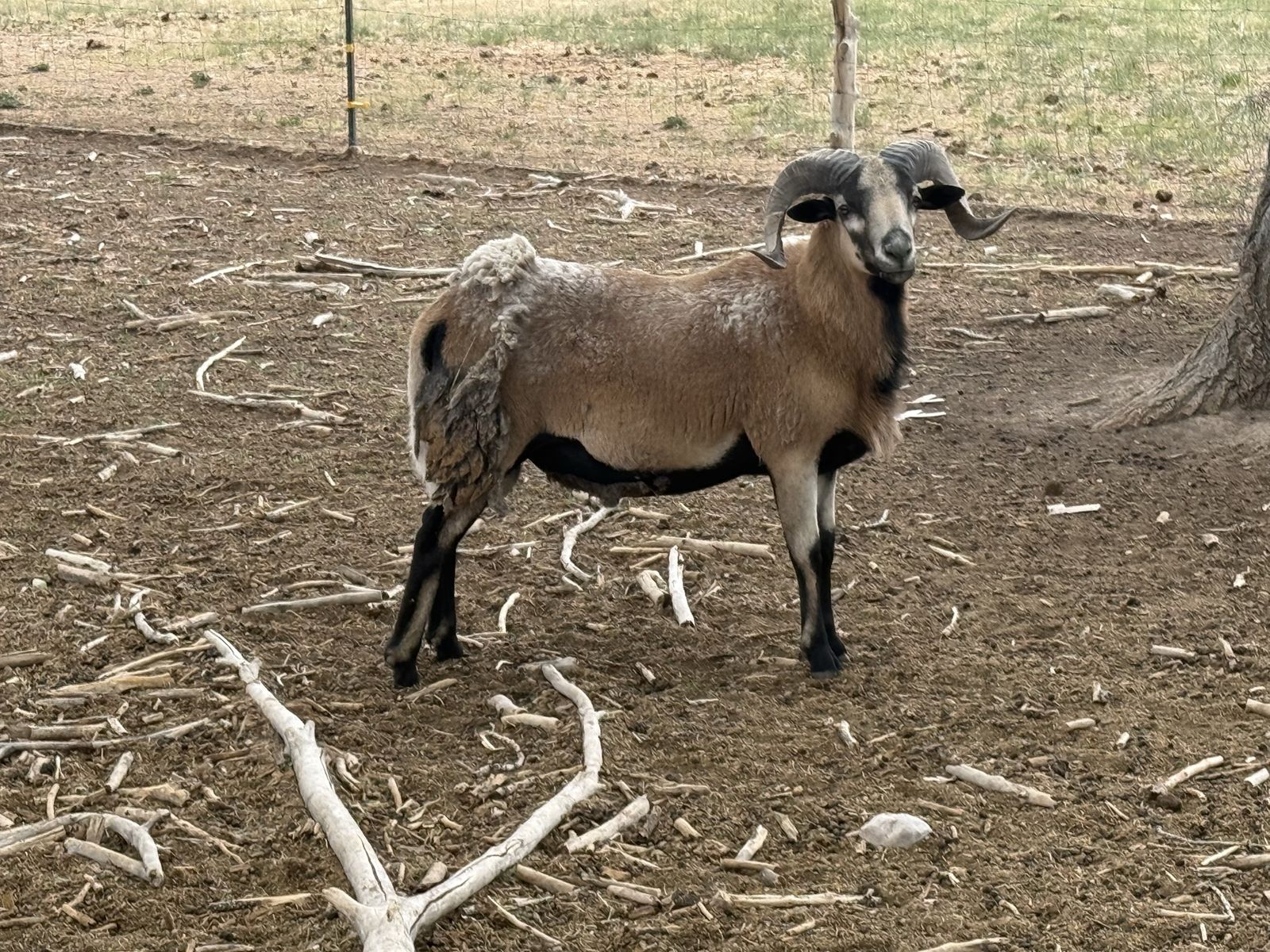 2 year old Black belly ram
