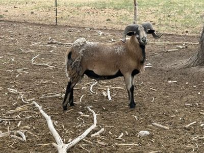 2 year old Black belly ram