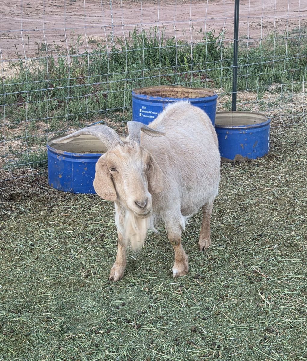 Old Female Goat 200lbs